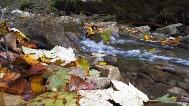 Ruissellement des eaux glaciaires des montagnes à travers de petites cascades naturelles. Carpates, Ukraine. Prores 422 — Video