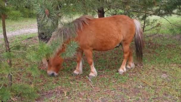 一匹年轻漂亮的小马在牧场或马术馆的畜栏上吃草，吃长满了小草。Prores 422 — 图库视频影像