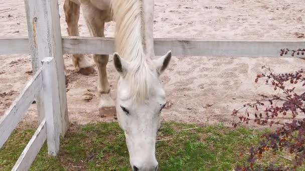 Das weiße Pferd auf der Ranch lehnte sich über den Zaun und frisst junges Gras, das überwuchert ist. Prores 422 — Stockvideo