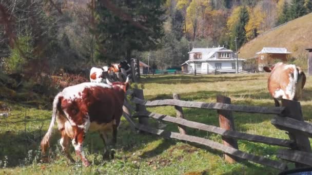 Toeristen rijden met de auto naar de bergpassen en halen het leven uit de auto in de bergen. Weide van koeien en paarden van een kleine boer. Karpaten, Oekraïne. Prores 422 — Stockvideo