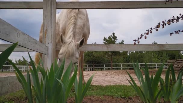 Un cheval de couleur blanche pince l'herbe avec sa tête coincée à travers une clôture avec des fleurs magnifiquement plantées. Mars 2020. Kiev, Ukraine. Prores 422 — Video