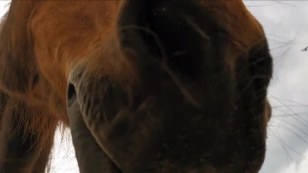 Zbliżenie nosa konia, którego człowiek klepie i głaska po głowie trzymając aparat fotograficzny. Marzec 2020. Kijów, Ukraina. Prores 422 — Wideo stockowe