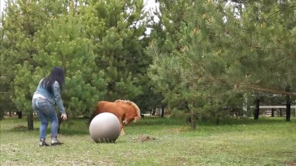 女はポニーが大きな弾力のあるボールを投げつけて遊ぶ。デニムのスーツを着た女性が松の中でポニーの放牧で遊んでいます。2020年3月。キエフ、ウクライナ。第四百二十二条 — ストック動画