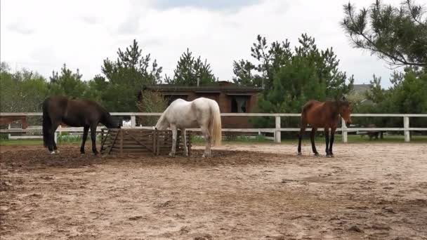 Konie piją wodę z padoku dobrze po treningu. Hipoterapia dla osób z problemami. Koncepcja rancza. Marzec 2020. Kijów, Ukraina. Prores 422 — Wideo stockowe