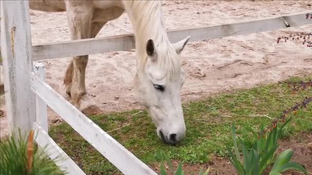 A horse pinches grass with its head stuck through a fence. White color horse grazes in the pen. Side close up. March, 2020. Kiev, Ukraine. Prores 422 — Stock Video