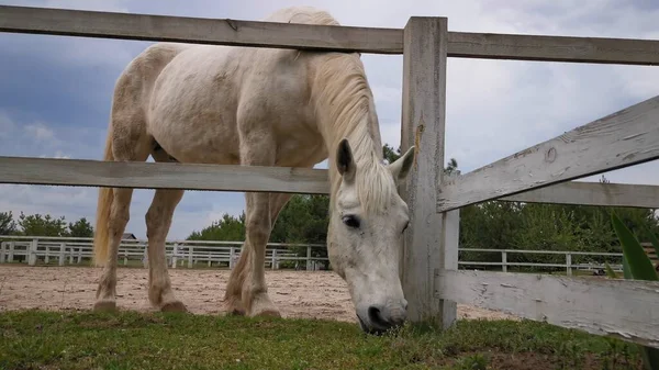El caballo blanco come hierba a través de una cerca de madera de un corral de ganado. En el fondo del cielo azul. Disparo desde abajo. Rancho establo de caballos —  Fotos de Stock