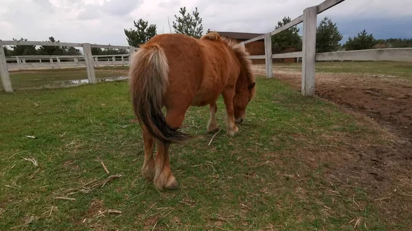 Póniló legelő fű a karámban. Hátsó kilátás egy fiatal öbölruhás pónira, aki füvet rágcsál. Lóistállófarm — Stock Fotó