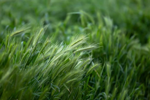 Junger grüner Weizen. Stacheln von jungem Weizen, die im Frühjahr auf einem Feld wachsen. Grüner blumiger Hintergrund — Stockfoto