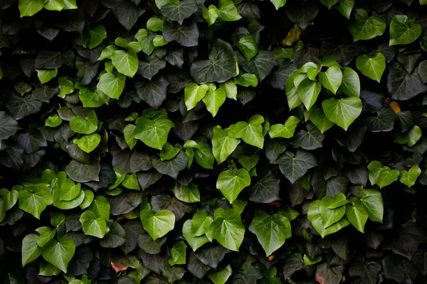 Wall overgrown with ivy plant. Hedera Helix ivy. Green plant hedge. Green floral background. Mixes with dark green and light green leaves — Stock Photo, Image