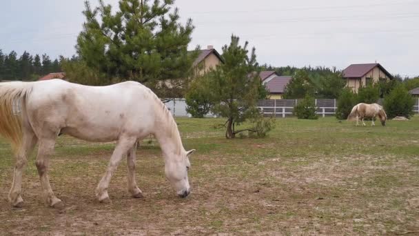 O cavalo branco na doca escolhe brotos comestíveis da grama batida. Conceito de rancho. Março de 2020. Kiev, Ucrânia. Prores 422 — Vídeo de Stock