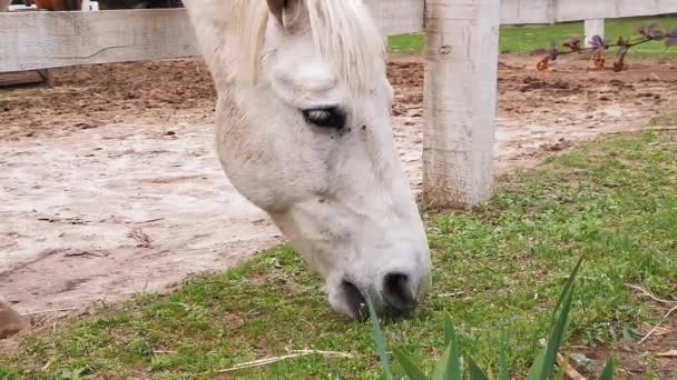 Caballo blanco comiendo hierba a través de una cerca de madera blanca mientras está de pie en la arena en el paddock.. Rancho establo de caballos. Cierre el retrato. Prores 422 — Vídeos de Stock