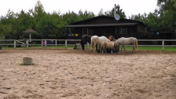 馬や小さなポニーは、サンゴの真ん中で動物の餌で水を食べたり飲んだりします。牧場のコンセプト。2020年3月。キエフ、ウクライナ。第四百二十二条 — ストック動画