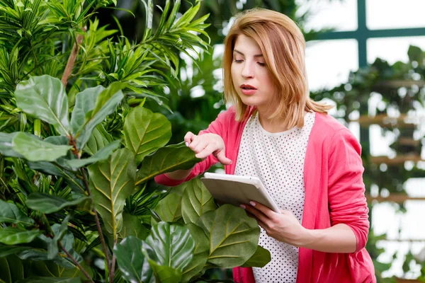 Bloemist met tablet in de buurt van planten — Stockfoto