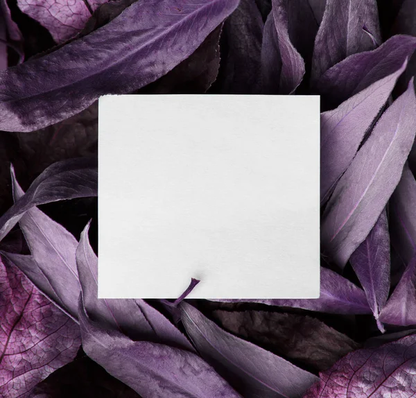 干燥的紫色树叶背景 — 图库照片