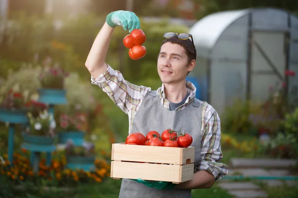 トマトの箱とブルネット — ストック写真