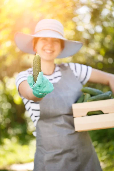 Morena agricultor con caja de pepinos —  Fotos de Stock