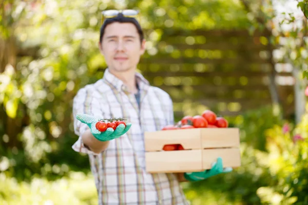 Joven agricultor con caja de tomate — Foto de Stock