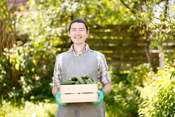 Brunet bedrijf doos met komkommers — Stockfoto