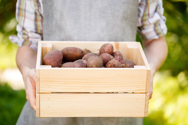 Man segurando caixa com batatas — Fotografia de Stock