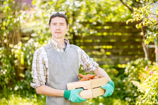 Man in handschoenen houden van wortelen — Stockfoto