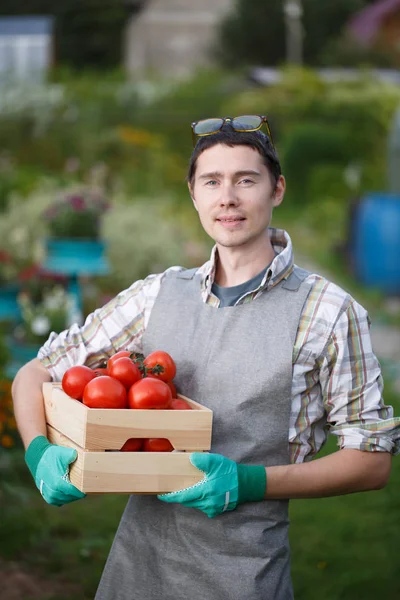 トマトの若い農夫男 — ストック写真