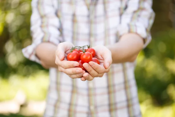 Jovem agrônomo em camisa xadrez com tomates cereja nas mãos — Fotografia de Stock