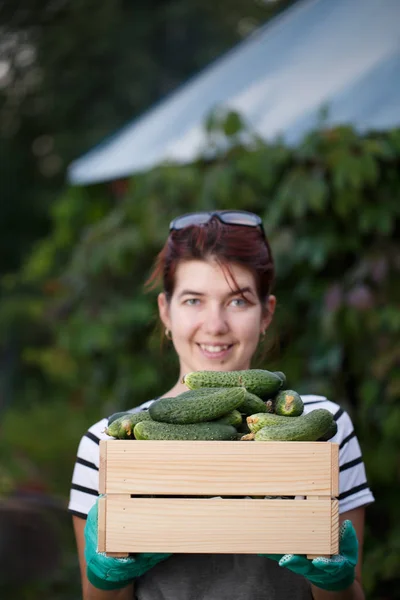 Jonge vrouw met komkommers oogst — Stockfoto