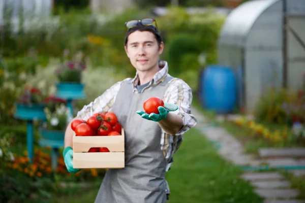 Jonge boer man met tomaat — Stockfoto