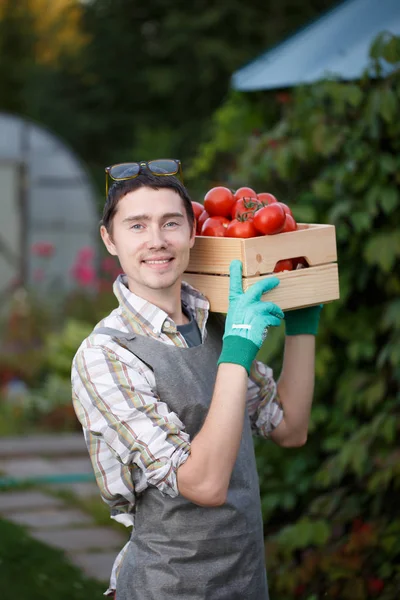 トマトの収穫と陽気な男 — ストック写真