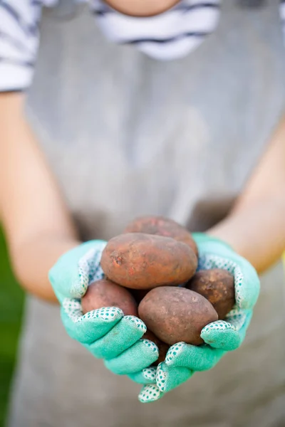 Frau in Handschuhen mit Kartoffeln — Stockfoto