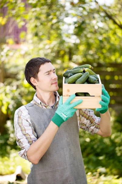 Adam kutusu salatalık ile — Stok fotoğraf