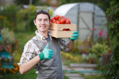 Domates hasat ile gülümseyen adam