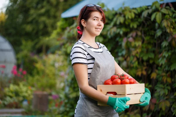 トマトの収穫を持つ若い女性 — ストック写真