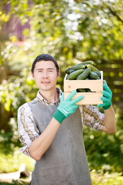 Brunet met doos van komkommers — Stockfoto