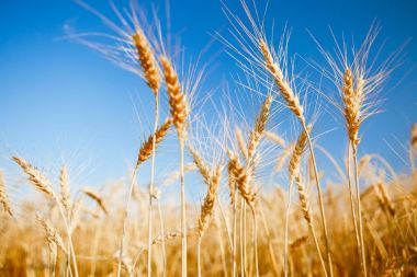 Görüntü alanında taze buğday