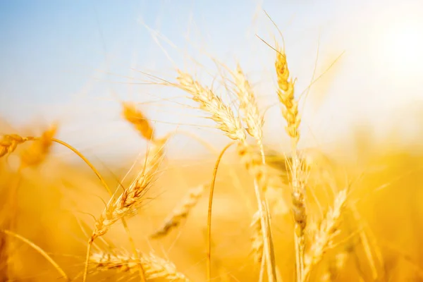 Podobu zralé pšenice špička v oboru — Stock fotografie