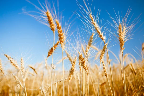 Görüntü alanında taze buğday