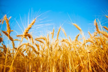 Çavdar sivri ve mavi gökyüzü resmi