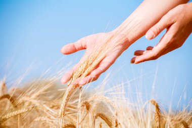 Görüntü çavdar spikelets elleriyle mans