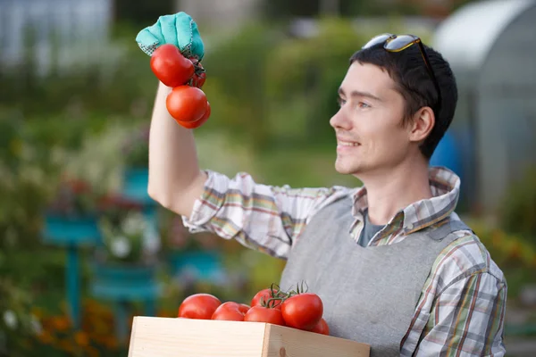 Foto de agrónomo con tomate — Foto de Stock