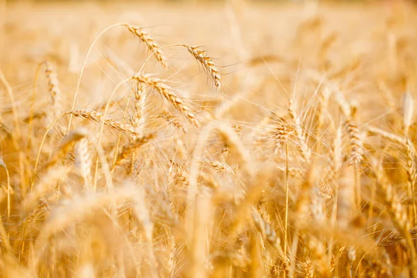 Картина пшеничного поля влітку вдень — стокове фото