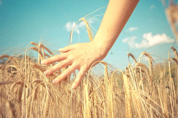 Bild von reifem Roggen in Feld und Hand — Stockfoto