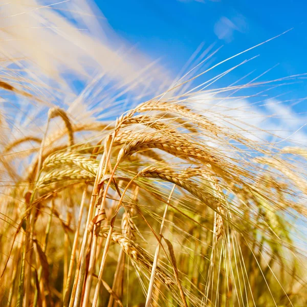 Foto von Feld mit Roggen — Stockfoto