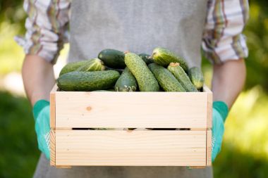 Adam holding kutusu salatalık ile