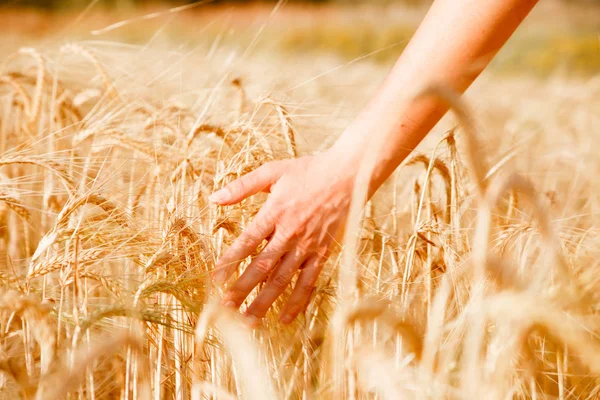 Bild der Menschenhand mit Weizenspitzen — Stockfoto