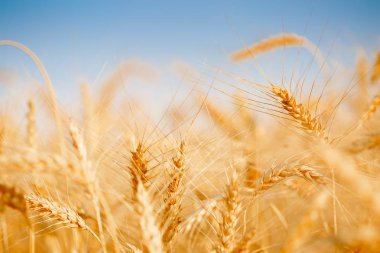 Çavdar sivri ve mavi gökyüzü fotoğrafı