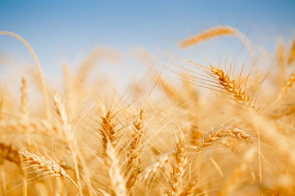 Çavdar sivri ve mavi gökyüzü fotoğrafı