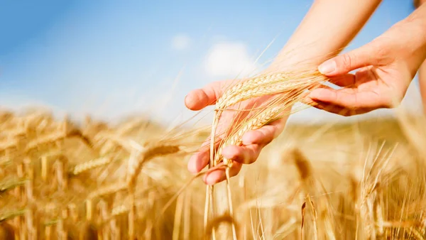 Foto von Menschenhand mit Weizenspitzen Stockbild