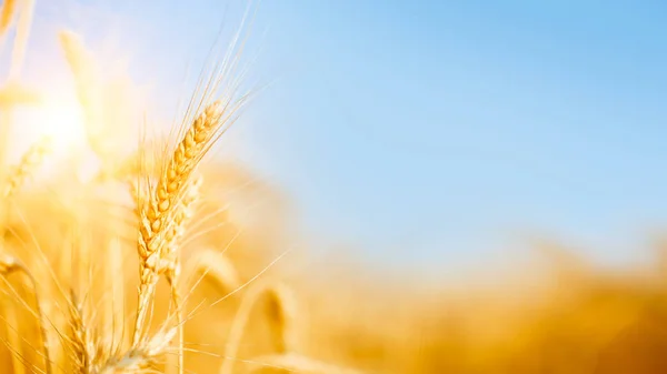 Image of ripe wheat spikes — Stock Photo, Image