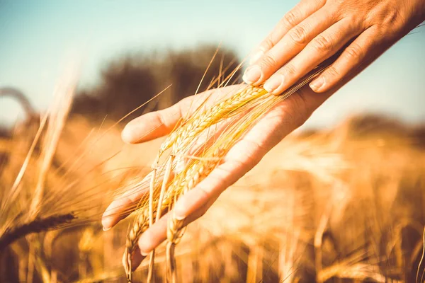 Getinte foto van mans palmen met rogge spikelets — Stockfoto